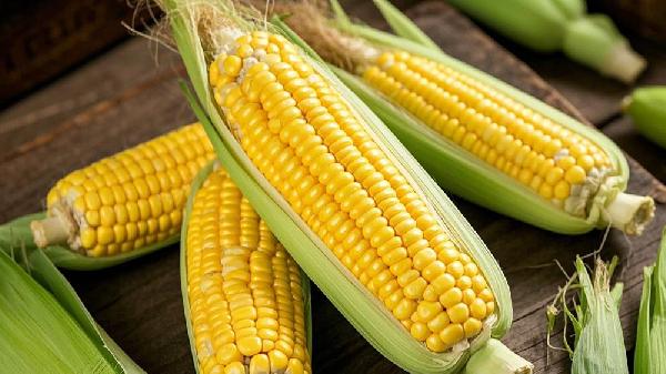 晚饭吃玉米有助于减肥吗